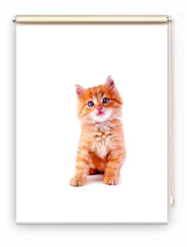Rollo Lion Katzenbaby, Rollo, Motivrollo, Rollo mit Druck, Fotorollo, bedrucktes Rollo, Fensterrollo,verdunkelndes Rollo, Sonnenschutz Rollo